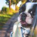 travel with pets shown by dog in car